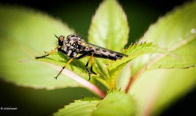 Bosrandroofvlieg - Neoitamus cyanurus.JPG