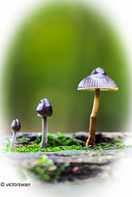 Fraaisteelmycena - Mycena inclinata.JPG