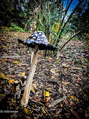 spechtinktzwam - Coprinopsis picacea.JPG