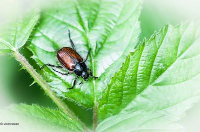 Rozenkever - Phyllopertha horticola.JPG
