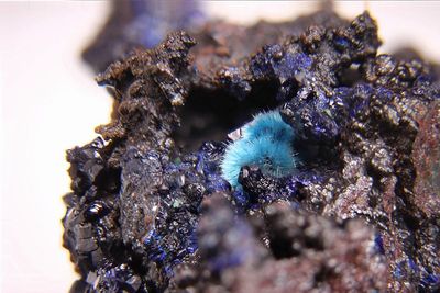 0242-Cyanotrichiet.JPG