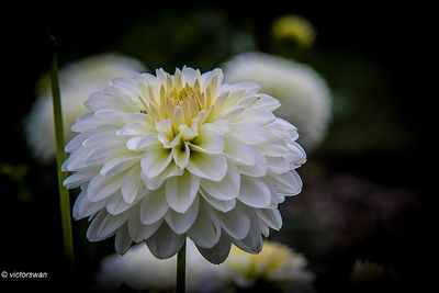 Dahlia-Snow Cap.JPG
