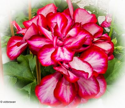 Geranium.JPG