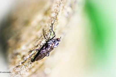 Rhamphomyia spec.JPG
