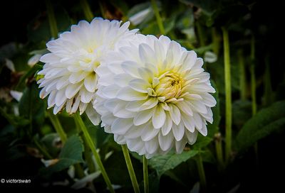 Dahlia-Snow Cap.JPG