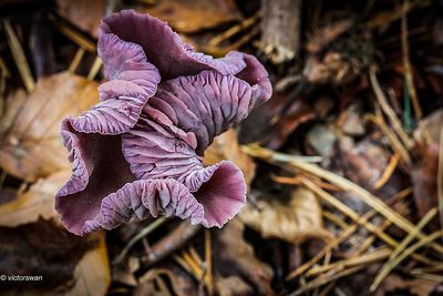 Amethistzwam - Laccaria amethystina .JPG