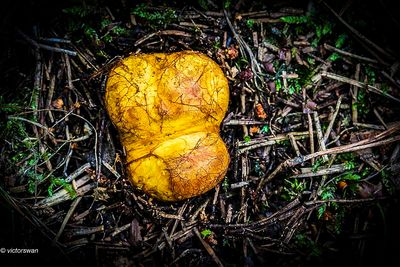 Okerkleurige Vezeltruffel - Rhizopogon luteolus JPG
