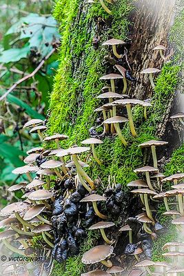 Witsteelfranjehoed - Psathyrella piluliformis.JPG