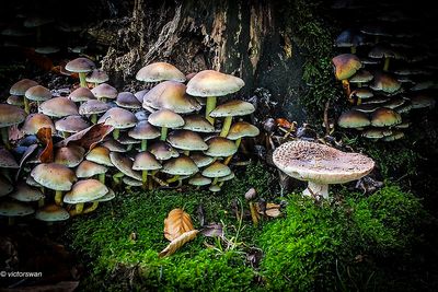 Gewone Zwavelkop - Hypholoma fasciculare.JPG