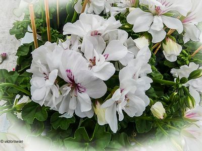 Geranium.JPG
