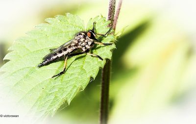 Bosrandroofvlieg - Neoitamus cyanurus.JPG