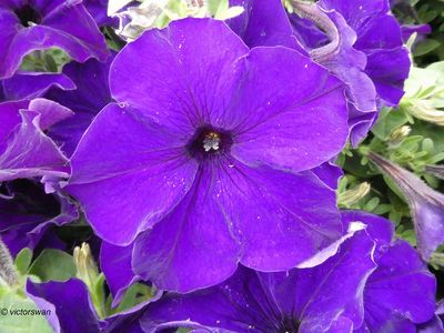 Petunia.JPG