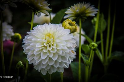 Dahlia-Snow Cap.JPG