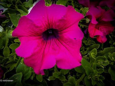 Petunia.JPG