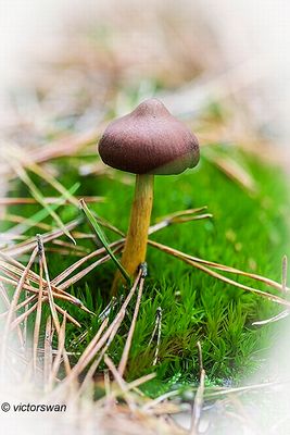 Pagemantel - Cortinarius semisanguineus.JPG