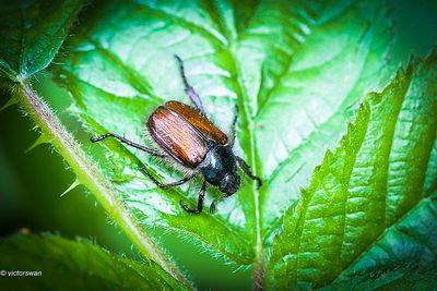 Rozenkever - Phyllopertha horticola.JPG