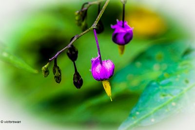 Bitterzoet - Solanum dulcamara.JPG