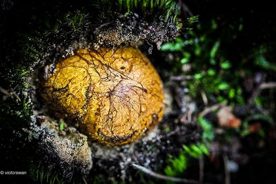 Okerkleurige Vezeltruffel - Rhizopogon luteolus JPG