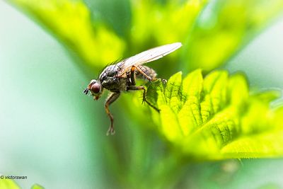 strontvlieg - Scathophaga stercoraria.JPG