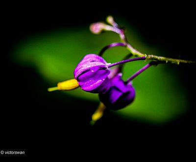 Bitterzoet - Solanum dulcamara.JPG