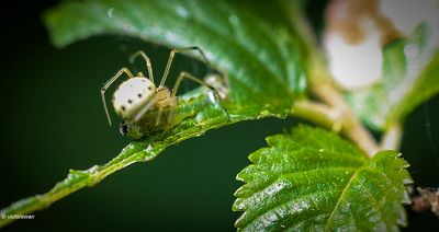 Gewone tandkaak - Enoplognatha ovata.JPG