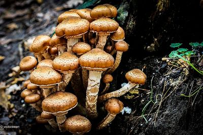 Sombere honingzwam - Armillaria ostoyae.JPG