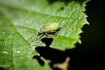 groene struiksnuitkever - Polydrusus sericeus.JPG