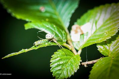 Gewone tandkaak - Enoplognatha ovata.JPG