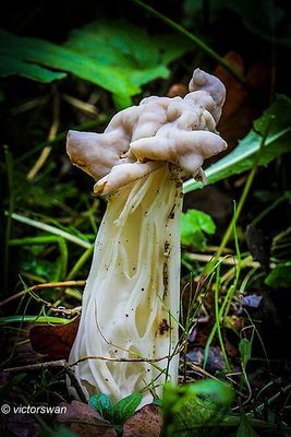 Witte kluifzwam - Helvella crispa.JPG