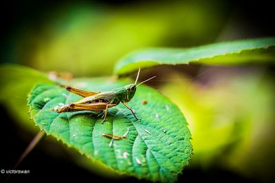 Krasser - Chorthippus parallelus.JPG