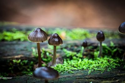 Fraaisteelmycena - Mycena inclinata.JPG