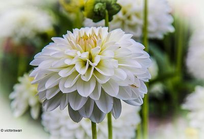 Dahlia-Snow Cap.JPG