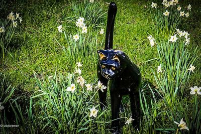 Opdorp 2024 cats.JPG
