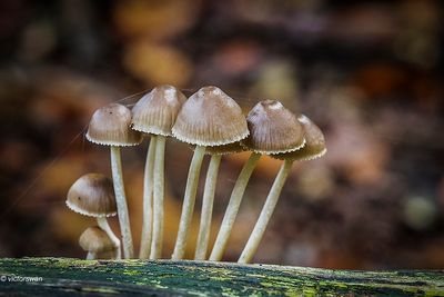 Fraaisteelmycena - Mycena inclinata.JPG