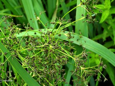 Bosbies - Scirpus sylvaticus.JPG