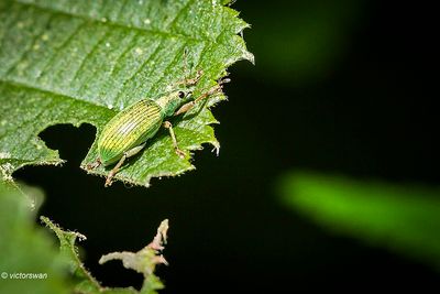 groene struiksnuitkever - Polydrusus sericeus.JPG