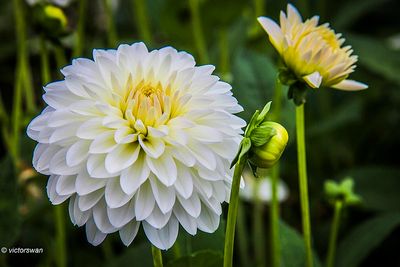 Dahlia-Snow Cap.JPG
