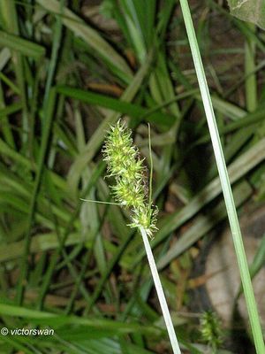 Valse voszegge - Carex otrubae .JPG