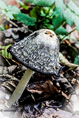 Geschubde inktzwam - Coprinus comatus.JPG
