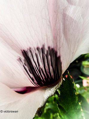 Papaver Oriental Pizzicato.JPG