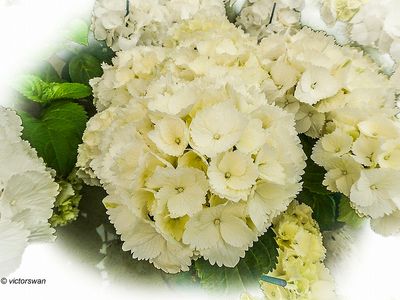 hortensia.JPG
