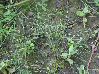 Greppelrus - Juncus bufonius.JPG