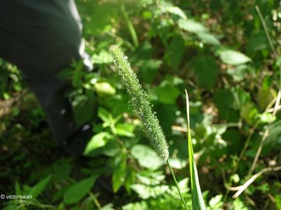 Timotheegras - Phleum pratense.JPG