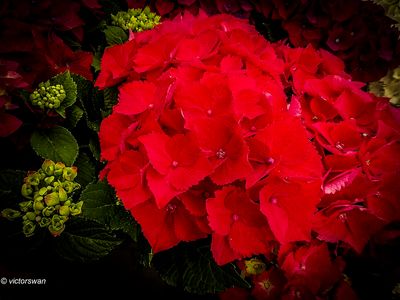hortensia.JPG