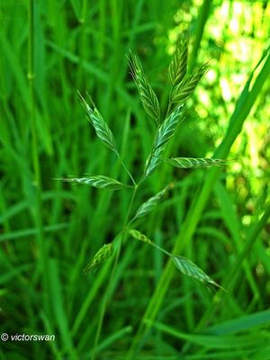 Grasses