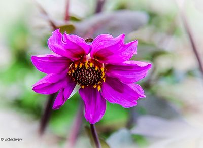 Dahlia-Magenta Star.JPG