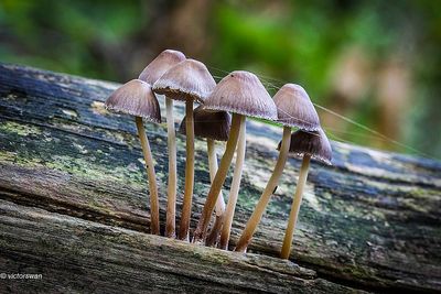Fraaisteelmycena - Mycena inclinata.JPG