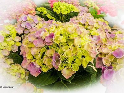 hortensia.JPG