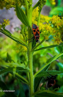 Vuurwants - Pyrrhocoris apterus.JPG