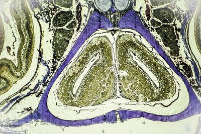 Candoia aspera - ruwe boa.JPG